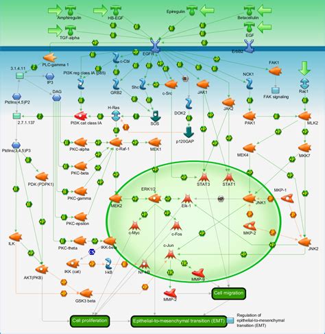 Development - EGFR signaling pathway Pathway Map - PrimePCR | Life ...