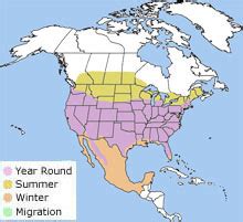 Cooper's Hawk - Accipiter cooperii | Wildlife Journal Junior