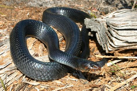 Eastern Indigo Snake – Florida Snake ID Guide