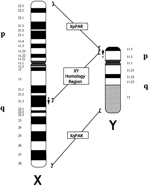 Evolutionary Features of the 4-Mb Xq21.3 XY Homology Region Revealed by ...