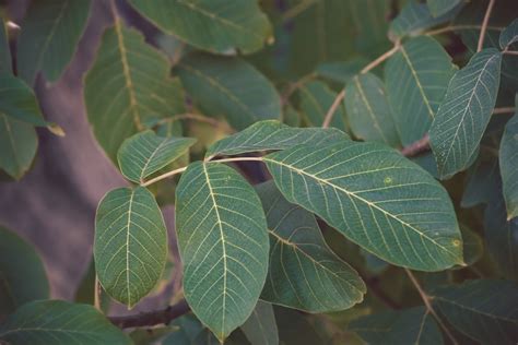 Free picture: walnut, branches, green leaves, tree, nature, leaves ...