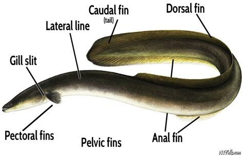 Freshwater Eels of New York