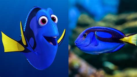 Finding Dory in Real Life ★ Disney Pixar Animation - YouTube