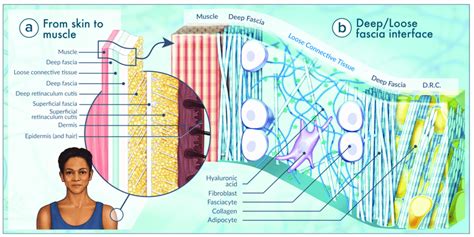 Characteristics of the human fascial system, considered in its ...