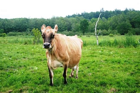 A Day on the Farms with Stonyfield - fANNEtastic food | Registered ...