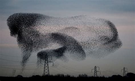 Starling murmuration season - in pictures | Estornino, Sturnidae, Pajaros