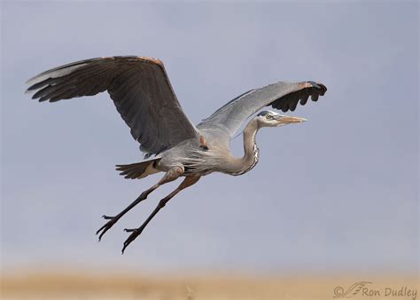 Great Blue Heron In Flight Over The Marsh – Feathered Photography