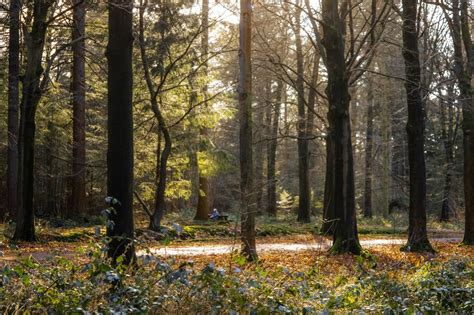 The 5 Most Beautiful Forests in the Netherlands » Roselinde