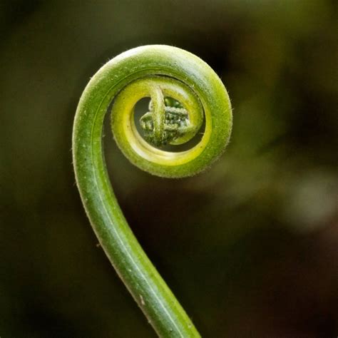 Leaving Ecuador | Fibonacci spiral, Fibonacci spiral nature, Geometry ...