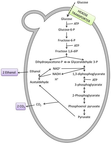 Which of the Following Do Yeast Produce During Fermentation ...