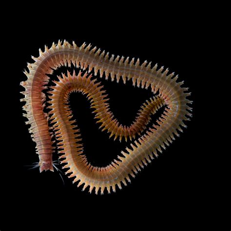 Annelida Characteristics