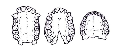 Australopithecus africanus - The Australian Museum