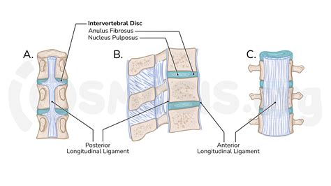 Intervertebral Joint