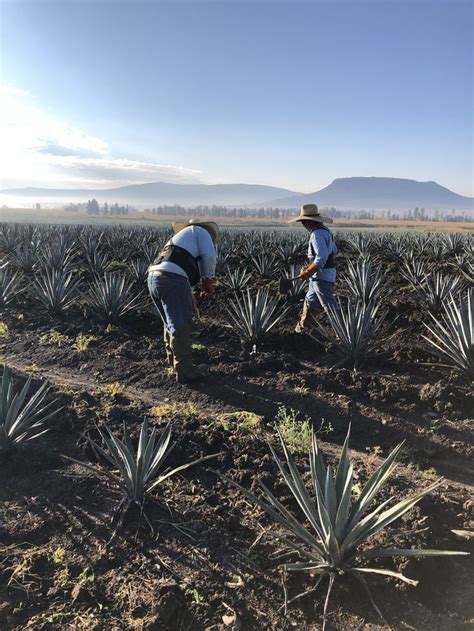 Agave fields in Tequila - Jalisco, Mexico | Agave field, Agave, Jalisco