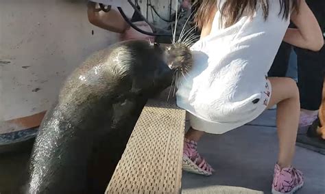 Viral Video Shows Sea Lion Yanking Girl Into Water - InsideHook