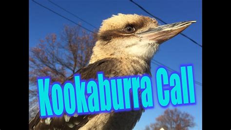 Super Loud Kookaburra Call - YouTube