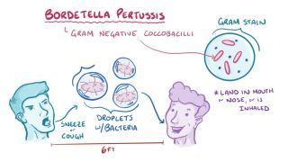 Coccobacilli: What Are They, Treatment, and More | Osmosis