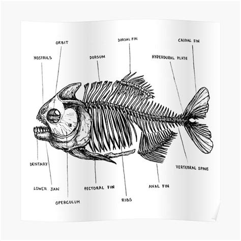 "Piranha Anatomy" Poster for Sale by Anastasiache | Redbubble