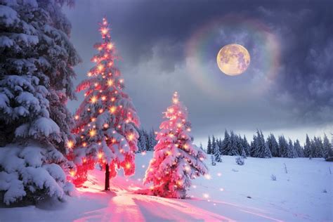 Frosty winter night with magic fairy lights | Outdoor christmas tree ...