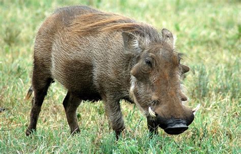 Warthog | Animal Wildlife