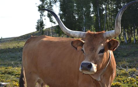 Cow With Horns Photograph by FL collection