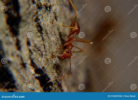 Weaver ants stock photo. Image of cricket, flora, color - 212287458