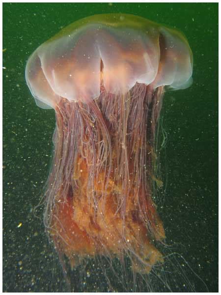 Cyanea (jellyfish) - Wikipedia