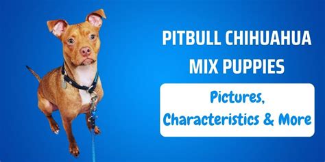 Pitbull Chihuahua Mix Puppies: Pictures, Characteristics & More