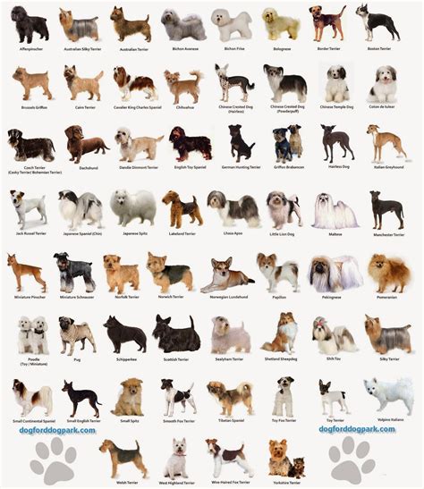 Dog Breed Quizzes - Dog Breeds