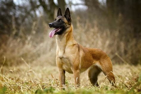 All Belgian Malinois Colors Explained – What Colors Are Up To The Breed ...