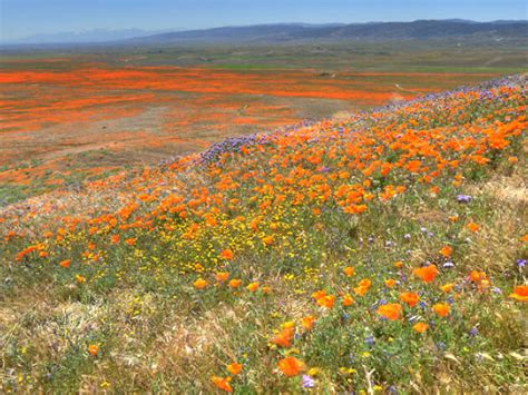 Everything you need to know before heading to the Antelope Valley Poppy ...