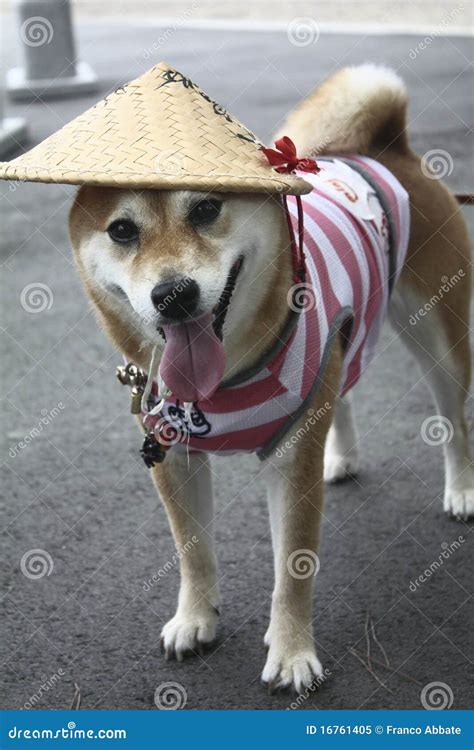 Japanese Dog Royalty Free Stock Photo - Image: 16761405