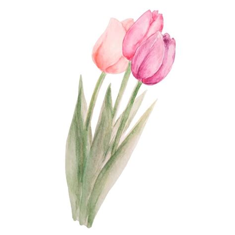 Premium Vector | Watercolor colorful tulip bouquet