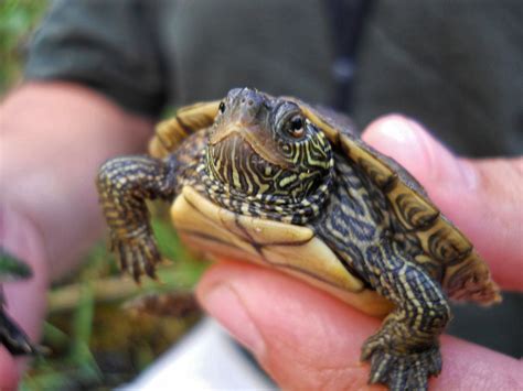 Pet Turtles for Kids: Should You Get One? - PetHelpful