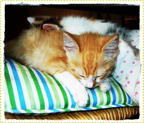 Baby Kittens Sleeping | Funny and Cute Cats Gallery