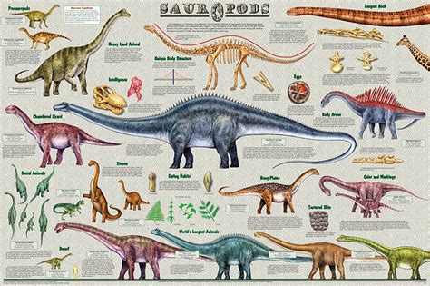 Sauropods - world's largest animals