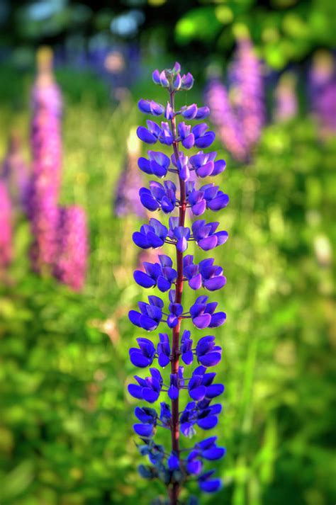 Purple Lupine Flower Photograph by Joann Vitali | Pixels