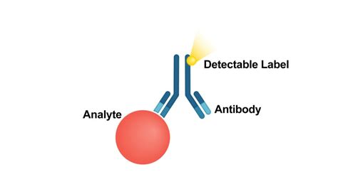 A Brief Overview of Immunoassay [Principles of Immunoassay, Types ...