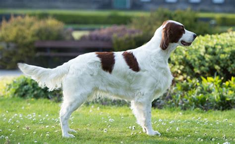 Irish Red And White Setter Puppy