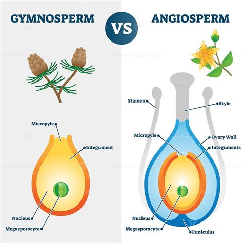 Gymnosperm vs angiosperm vector illustration - VectorMine