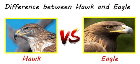 Difference between Hawk and Eagle - javatpoint