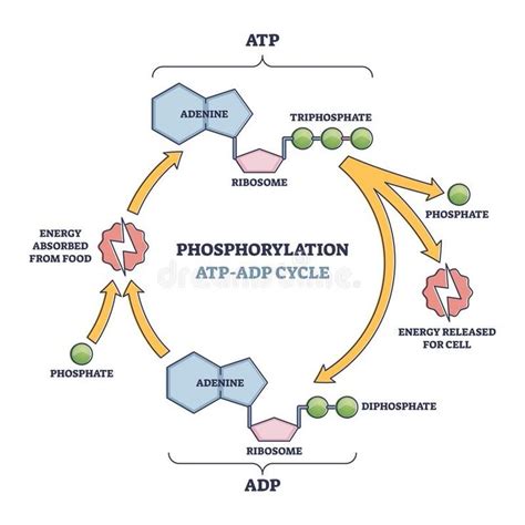 Phosphorylation ATP, ADP cycle with detailed process stages outline ...