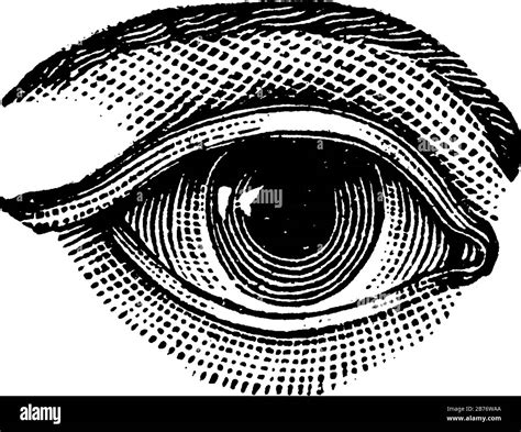 The picture depicts a human eye, a sense organ that reacts to light and ...