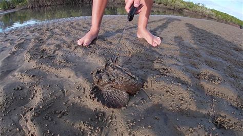 STONE FISH - Tannum Sands QLD AUSTRALIA - YouTube