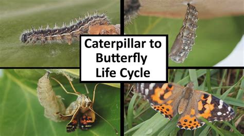 caterpillar life cycle video - Elisha Lyon