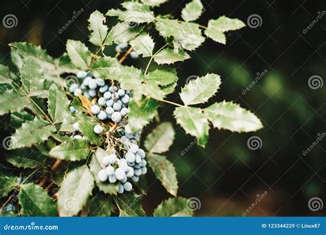 Oregon-grape stock image. Image of plant, flower, garden - 123344229