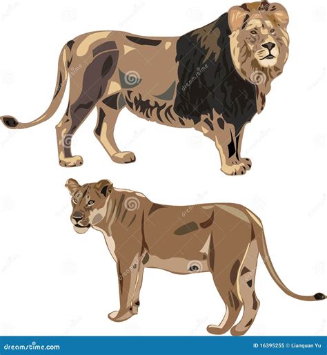 African Lions Cartoon Vector | CartoonDealer.com #196238887