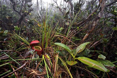 Nepenthes rajah, Tropical Pitcher Plant in habitat, Mount … | Flickr