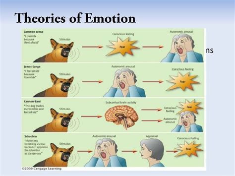 various theories of emotion