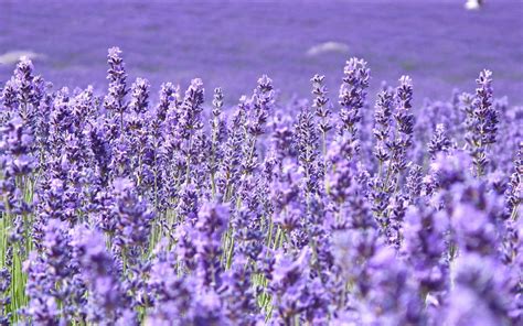 Download Lavender Flower Field Wallpaper | Wallpapers.com